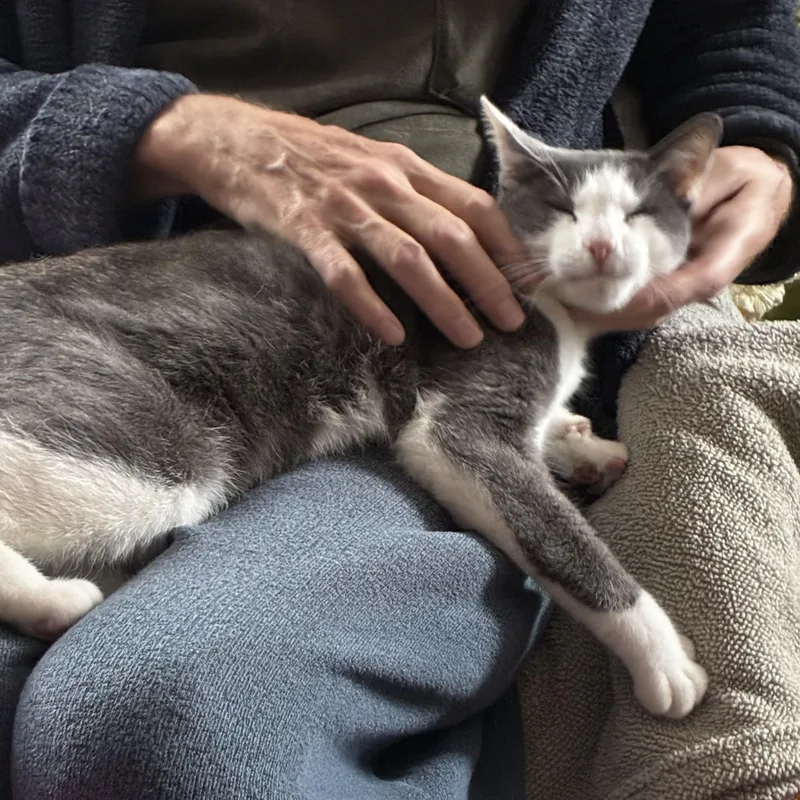 Stevie Grey thumbnail 3