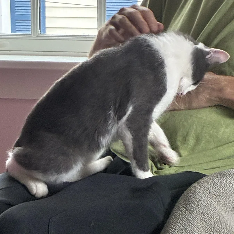 Stevie Grey thumbnail 4