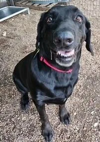 An adult large-sized male Labrador Retriever dog named Jaeger for adoption in Austin, TX