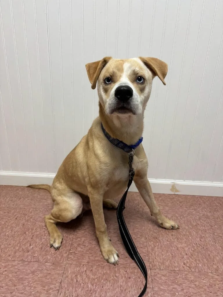 An adult medium-sized male Pit Bull Terrier dog named Jerry for adoption in Wabash, IN