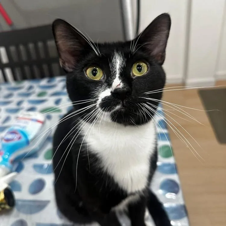 A young small-sized male Black Domestic Short Hair cat named Milo for adoption in Long Island City, NY