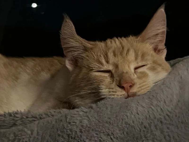 A baby medium-sized male Orange & White Domestic Short Hair cat named Chicago Bean for adoption in Mokena, IL