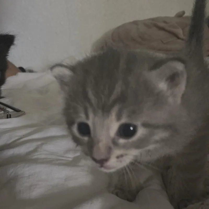 Ryland Grace thumbnail 2