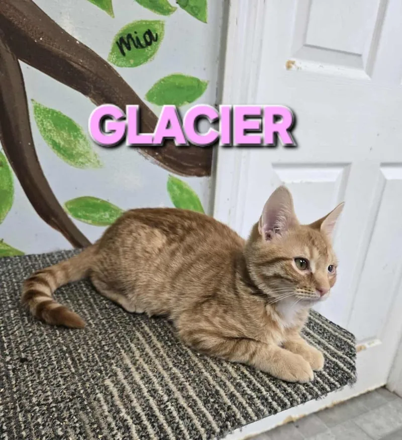 Glacier