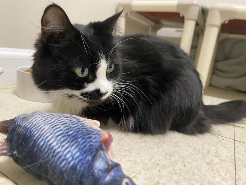 A young medium-sized female Domestic Medium Hair cat named Sushi for adoption in Fall River, MA