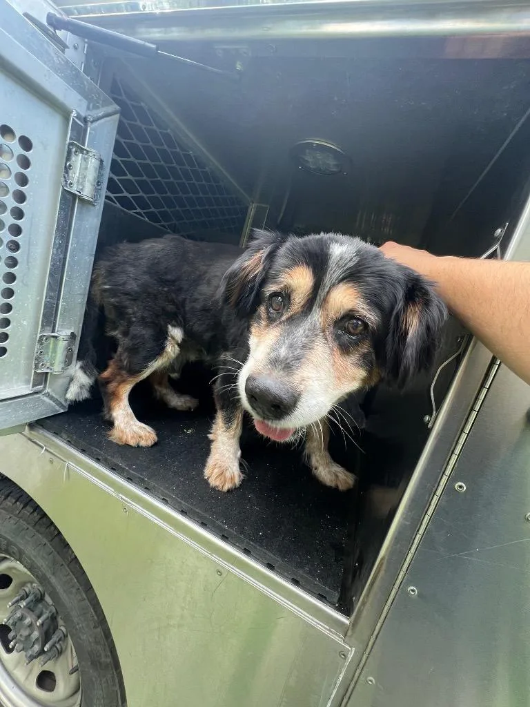 A young medium-sized male Mixed Breed dog named Werther's Original for adoption in Rome, GA