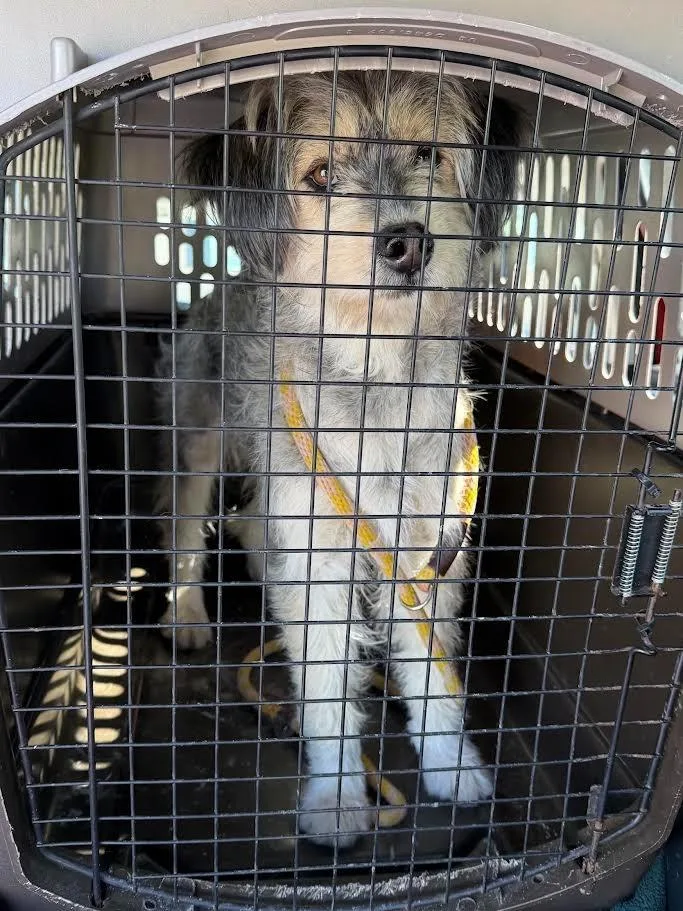 A young large-sized female Poodle dog named Fagin for adoption in Glenfield, NY
