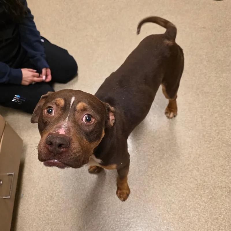 An adult medium-sized male Brown / Chocolate Pit Bull Terrier dog named Crane for adoption in Bristol, IN