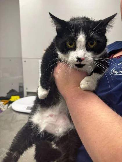 An adult large-sized female Domestic Short Hair cat named Precious for adoption in Sevierville, TN