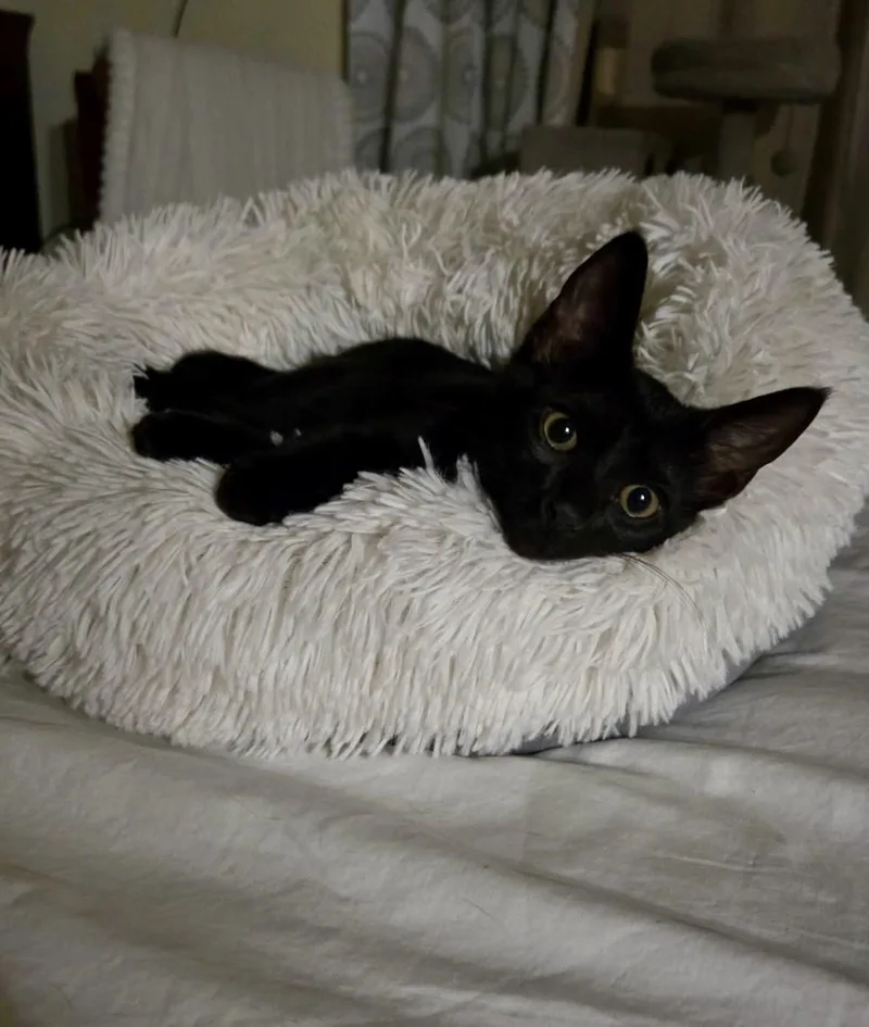 Baby Bleu thumbnail 2