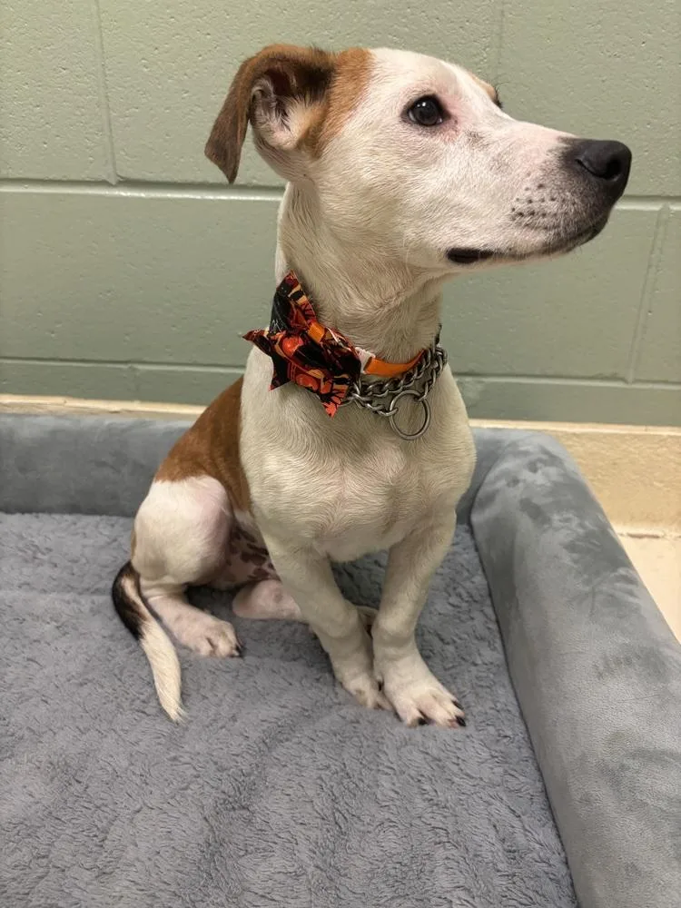 A young medium-sized male Tricolor (Brown, Black, & White) Basset Hound dog named Pluto for adoption in Kalamazoo, MI