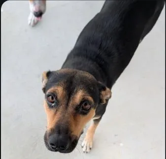 A young medium-sized female Foxhound dog named Nicky for adoption in San Antonio, TX