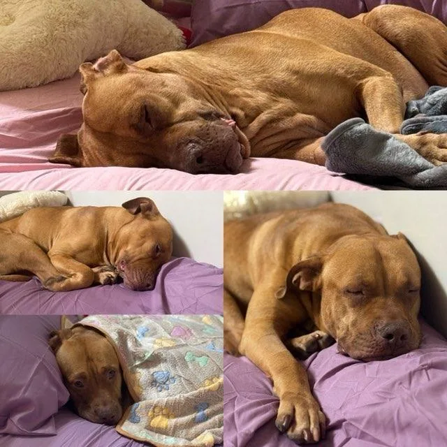A young large-sized female Red / Chestnut / Orange American Bulldog dog named Ginger for adoption in Williston, VT