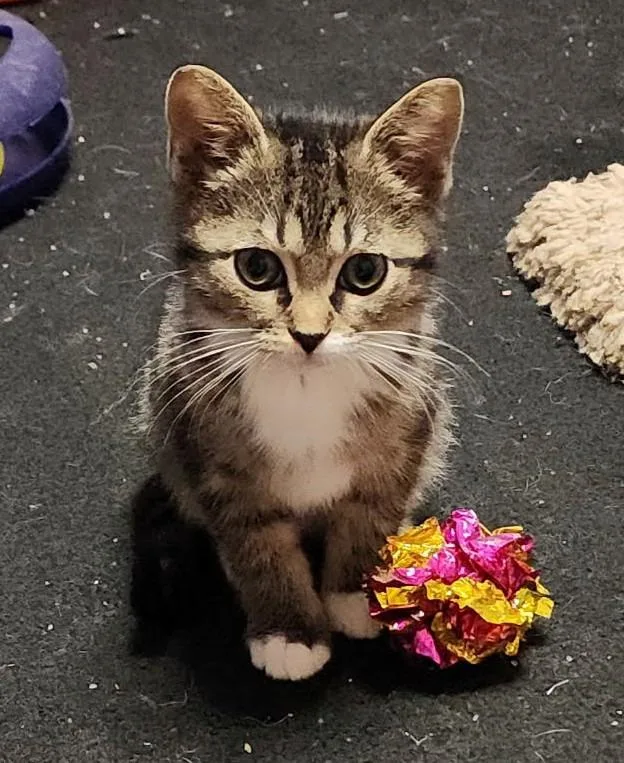 A baby medium-sized female Domestic Short Hair cat named Sneakers for adoption in Warren, MI