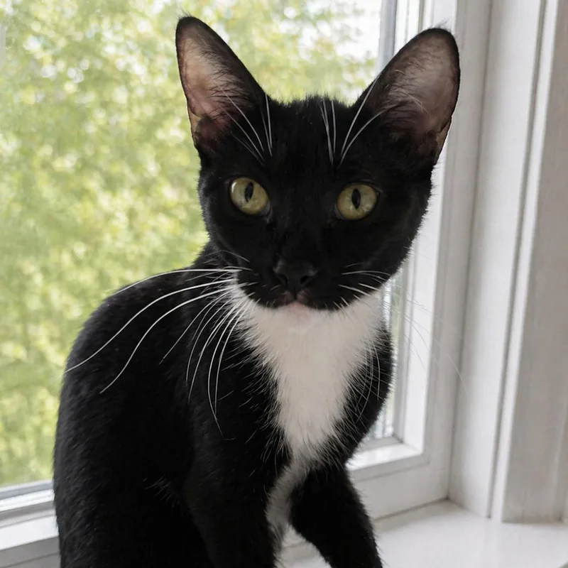An adult medium-sized female Black Domestic Short Hair cat named Penne for adoption in Hemet, CA