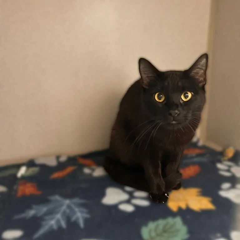 A young medium-sized female Black Domestic Short Hair cat named First McDonald's Egg for adoption in Davenport, IA