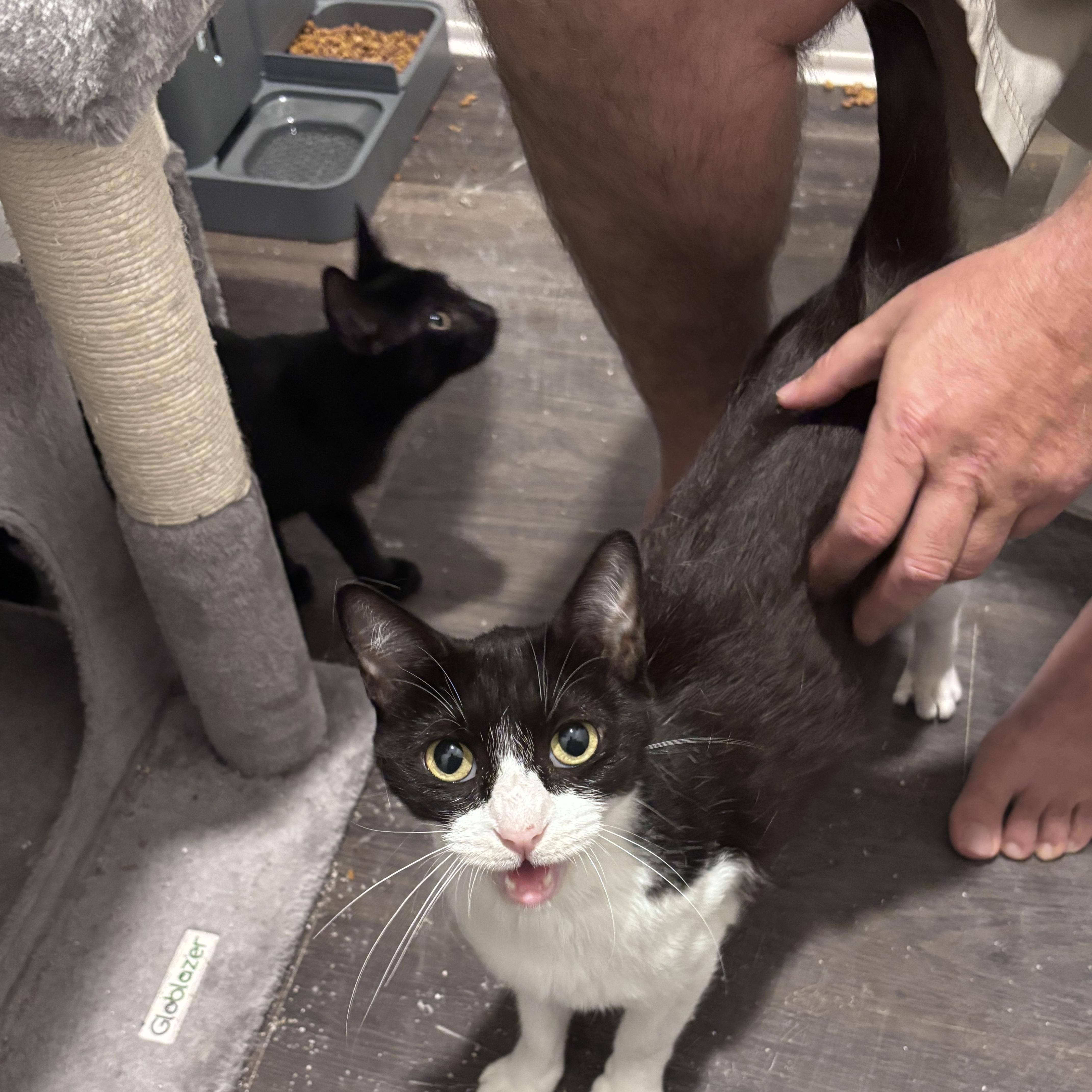 An adult medium-sized female Black & White / Tuxedo Domestic Short Hair cat named Stormy for adoption in Liverpool, TX