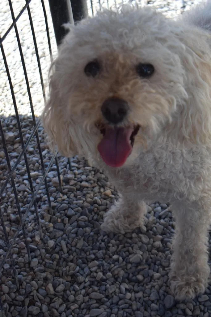 A senior small-sized female Bichon Frise dog named Maize for adoption in Pahrump, NV