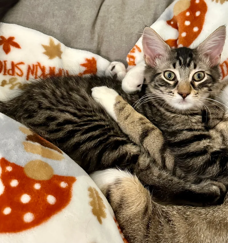 Oliver  Kuykendahl Petsmart