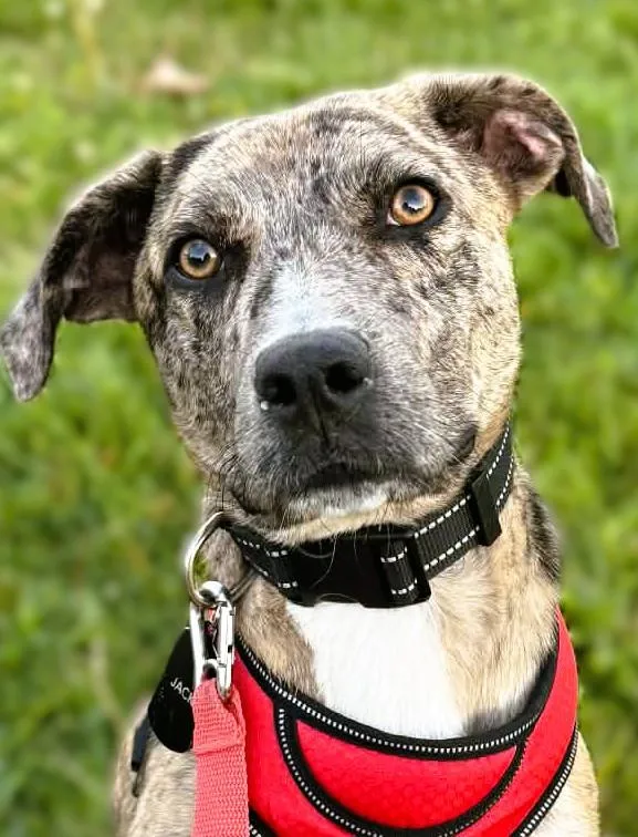 A young medium-sized male Brindle Catahoula Leopard Dog dog named Percy for adoption in tracy, CA