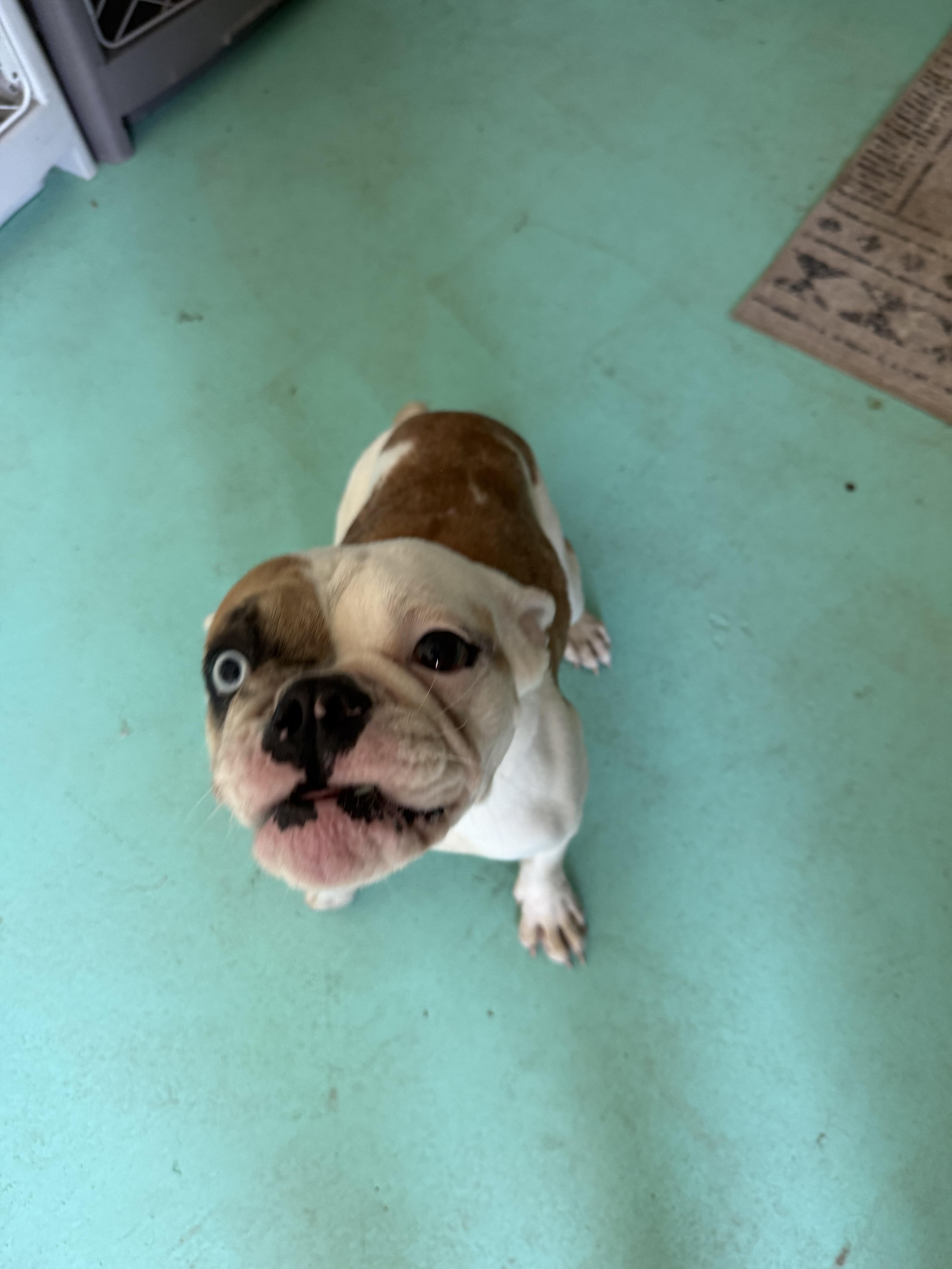 A young medium-sized female English Bulldog dog named Koshi for adoption in Mesa, AZ