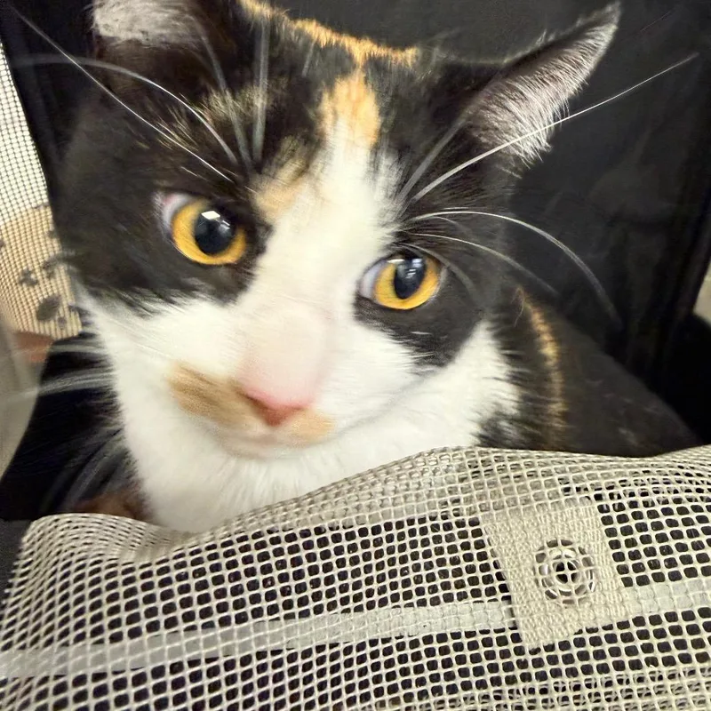 An adult small-sized female Black Domestic Short Hair cat named Raven for adoption in Philadelphia, PA