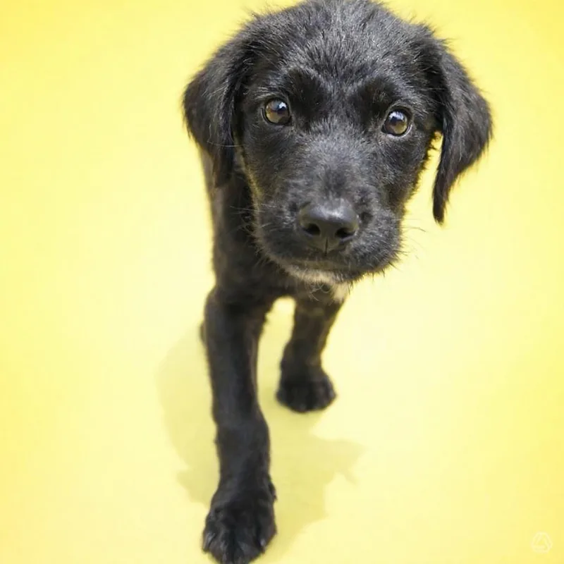 A baby small-sized male Black Labradoodle dog named Te Ka for adoption in Aguanga, CA