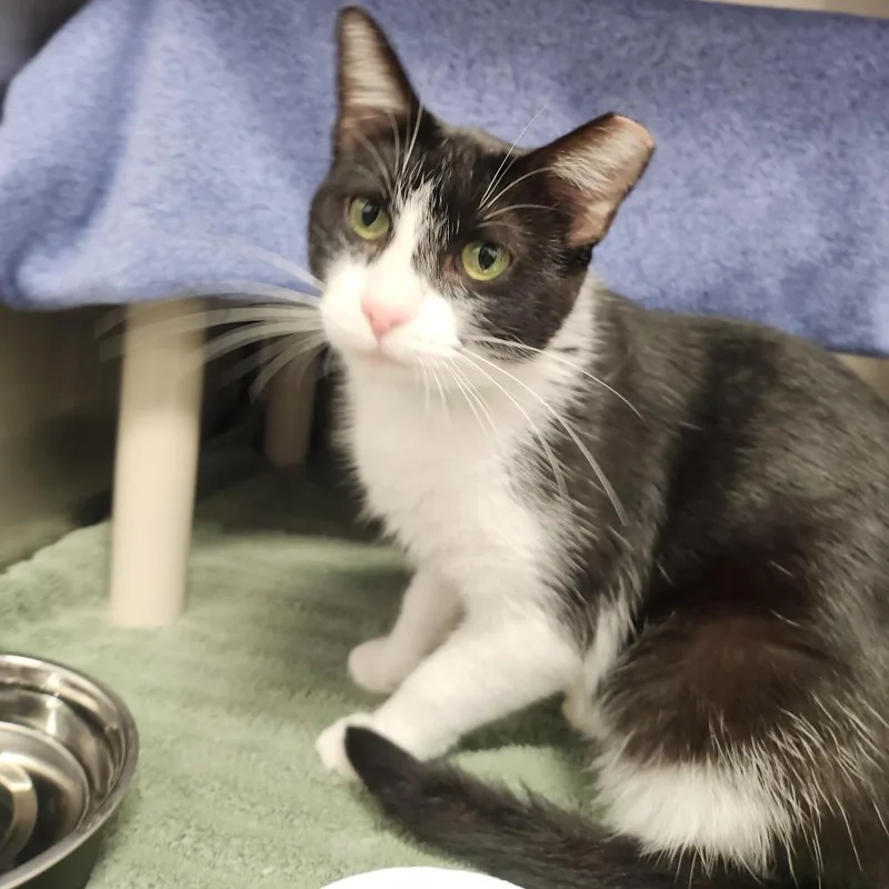 An adult medium-sized female Black Domestic Short Hair cat named Fern for adoption in Fort Wayne, IN