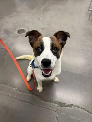 An adult medium-sized male Shepherd dog named Giovanni for adoption in Voorhees, NJ