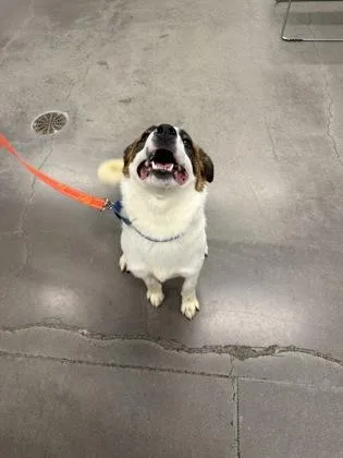 Giovanni thumbnail 2