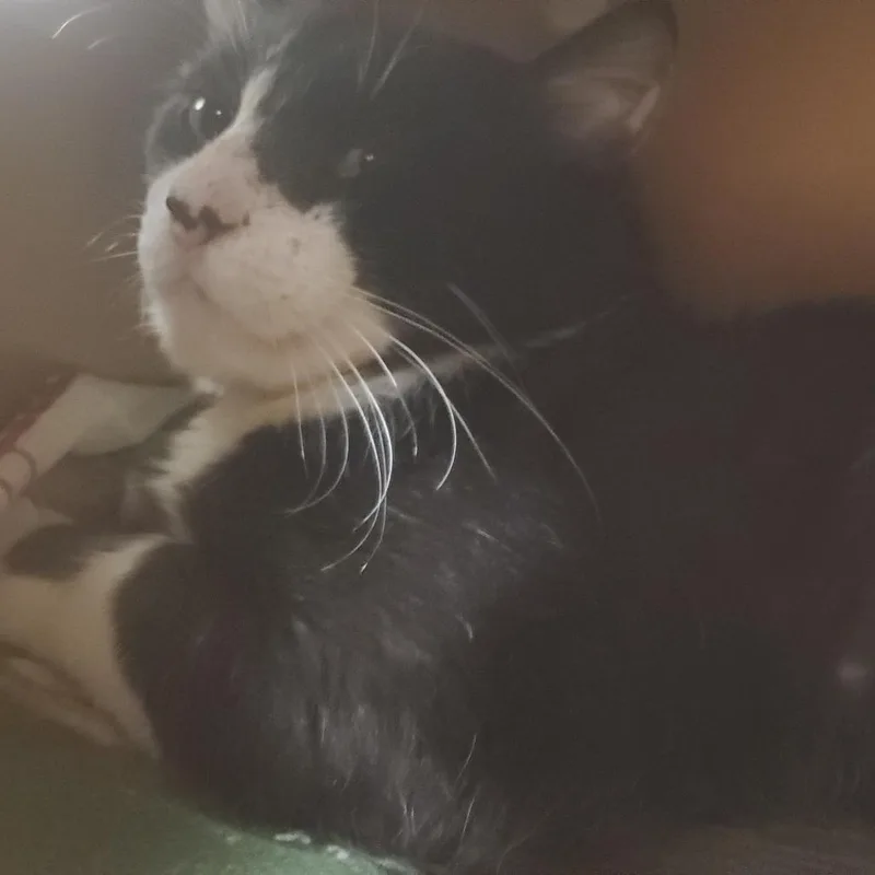 An adult medium-sized male Black Domestic Short Hair cat named Salad for adoption in Novelty, OH