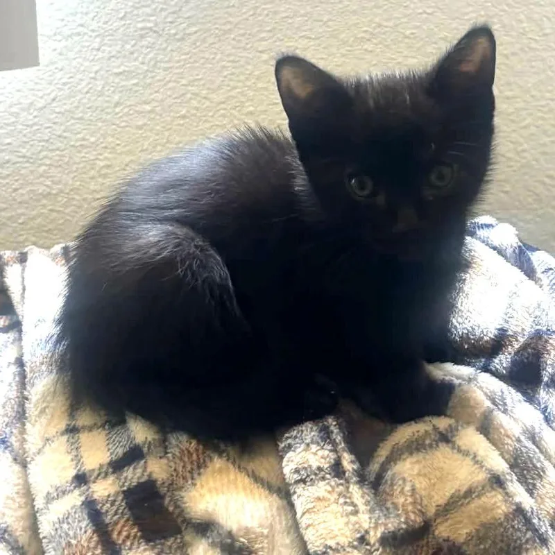 A baby small-sized male Black Domestic Short Hair cat named Kodee for adoption in Long Beach, CA
