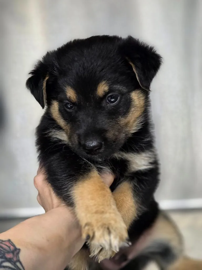 A baby small-sized male Swedish Vallhund dog named Bandit for adoption in Carthage, MO