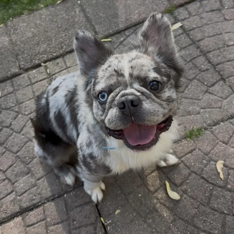 Bruce