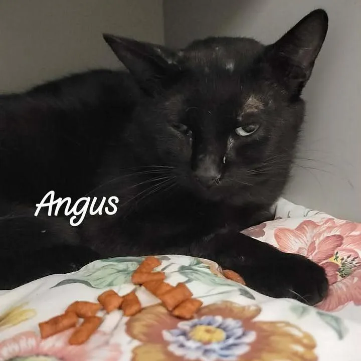 A senior medium-sized male Black Domestic Short Hair cat named Angus for adoption in Buchanan Dam, TX
