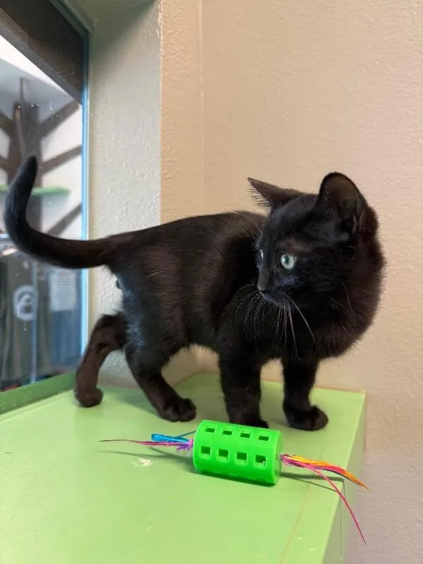 An adult medium-sized male Black Domestic Short Hair cat named Freddy for adoption in Fort Collins, CO