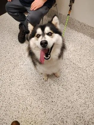 An adult large-sized male Mixed Breed dog named Serbie for adoption in Atlanta, GA