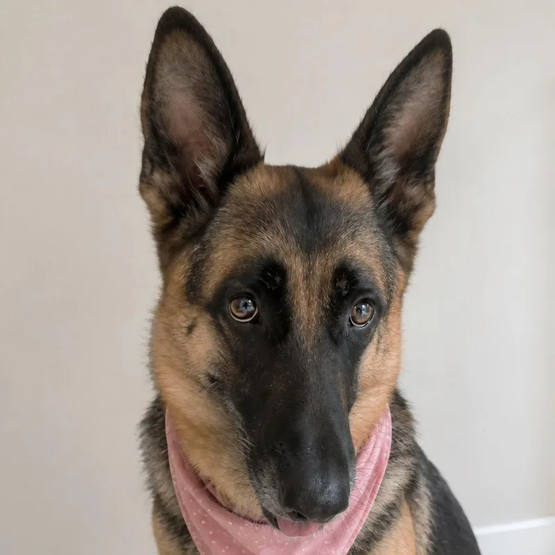 Lady