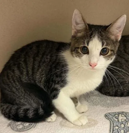 An adult small-sized male Domestic Short Hair cat named Ethan for adoption in Bowling Green, KY