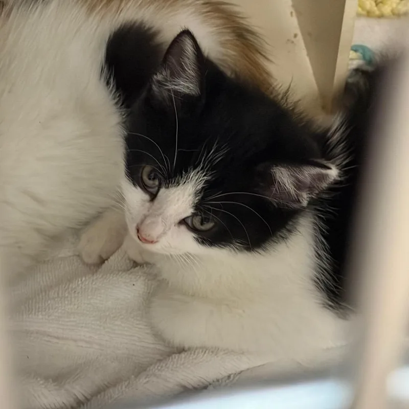 A baby small-sized female Black Domestic Short Hair cat named Pluto for adoption in Newark, NJ