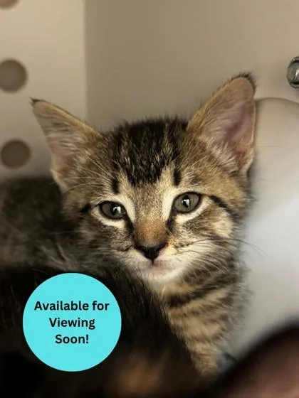 A baby small-sized male Domestic Short Hair cat named Lil Ricky for adoption in Kalispell, MT