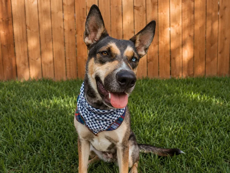 A young medium-sized female Apricot / Beige Shepherd dog named Willow for adoption in Twentynine Palms, CA