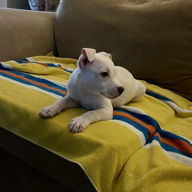 A baby medium-sized female White / Cream American Bully dog named Josie for adoption in Cordova, TN