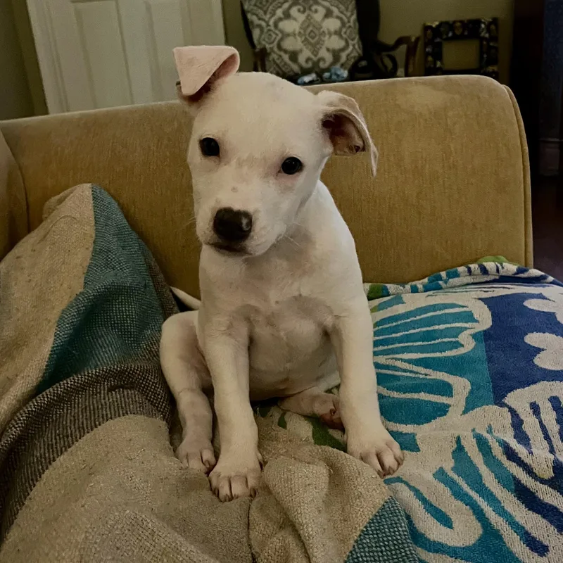 Josie thumbnail 5