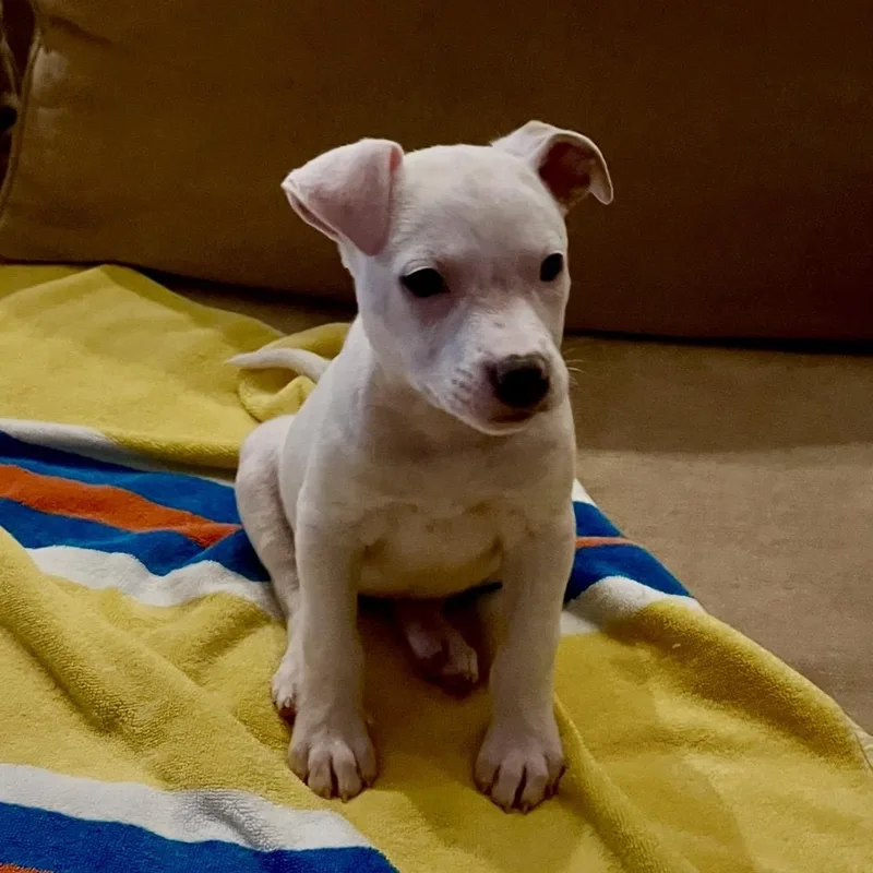 Josie thumbnail 6