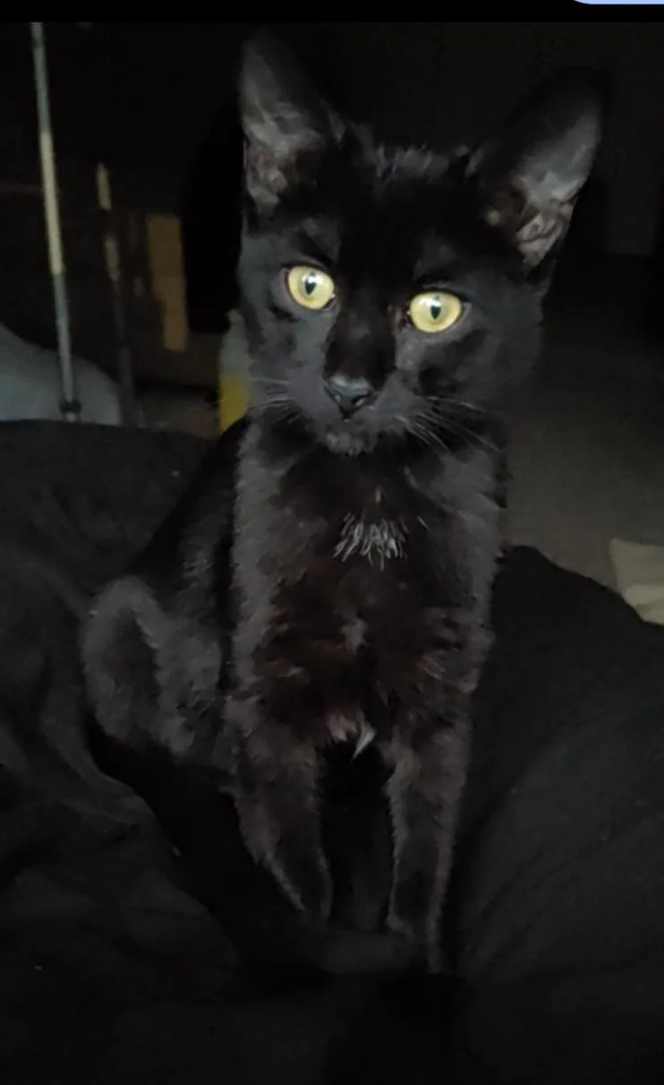 A baby medium-sized male Black Domestic Short Hair cat named Mowgly for adoption in Walled Lake, MI