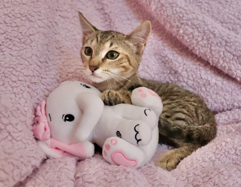 A baby medium-sized female Tabby (Buff / Tan / Fawn) Abyssinian cat named Carly for adoption in Saint Augustine, FL