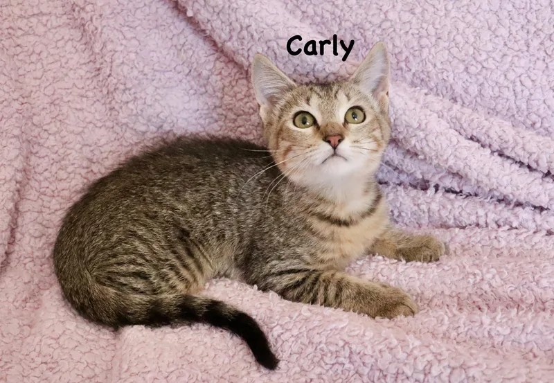 Carly thumbnail 3