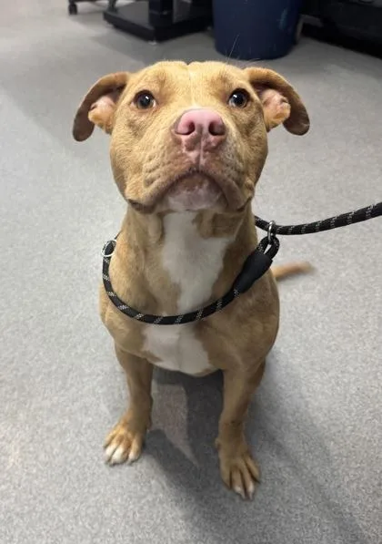 An adult medium-sized female Mixed Breed dog named Frenchie for adoption in West Chester, PA