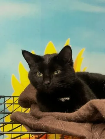 A young medium-sized female Black Domestic Short Hair cat named Turnip for adoption in Chicago, IL